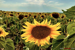 Дневник войны, глава 261. «Мам, я не хочу тревогу, я не хочу баллистику с Крыма»