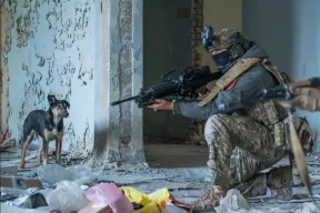 Як вайна ва Украіне паўплывала на сабак. Усяго за некалькі гадоў яны пачалі нагадваць сваіх дзікіх родзічаў